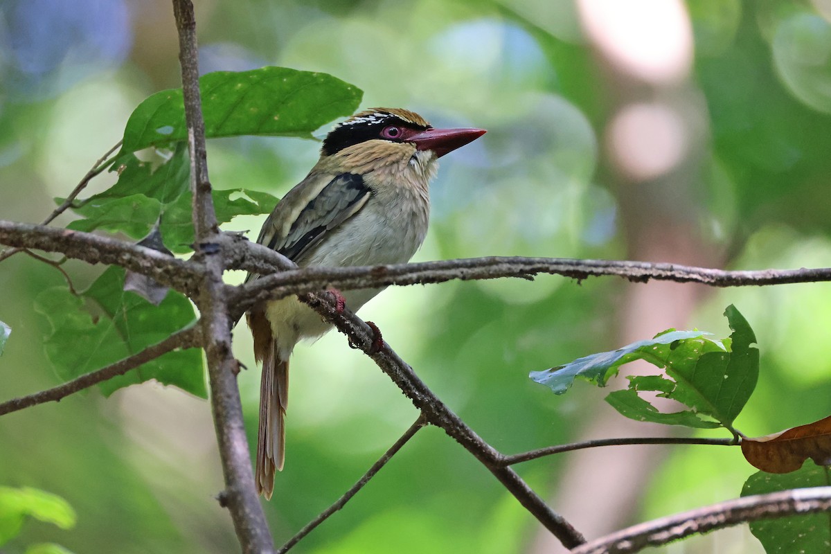 Sulawesi Lilac Kingfisher - ML644638125