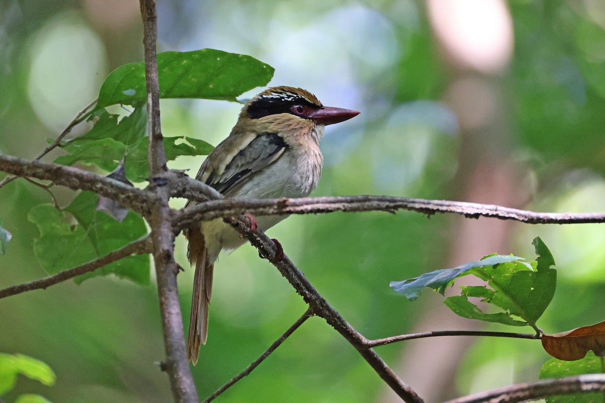 Sulawesi Lilac Kingfisher - ML644638126