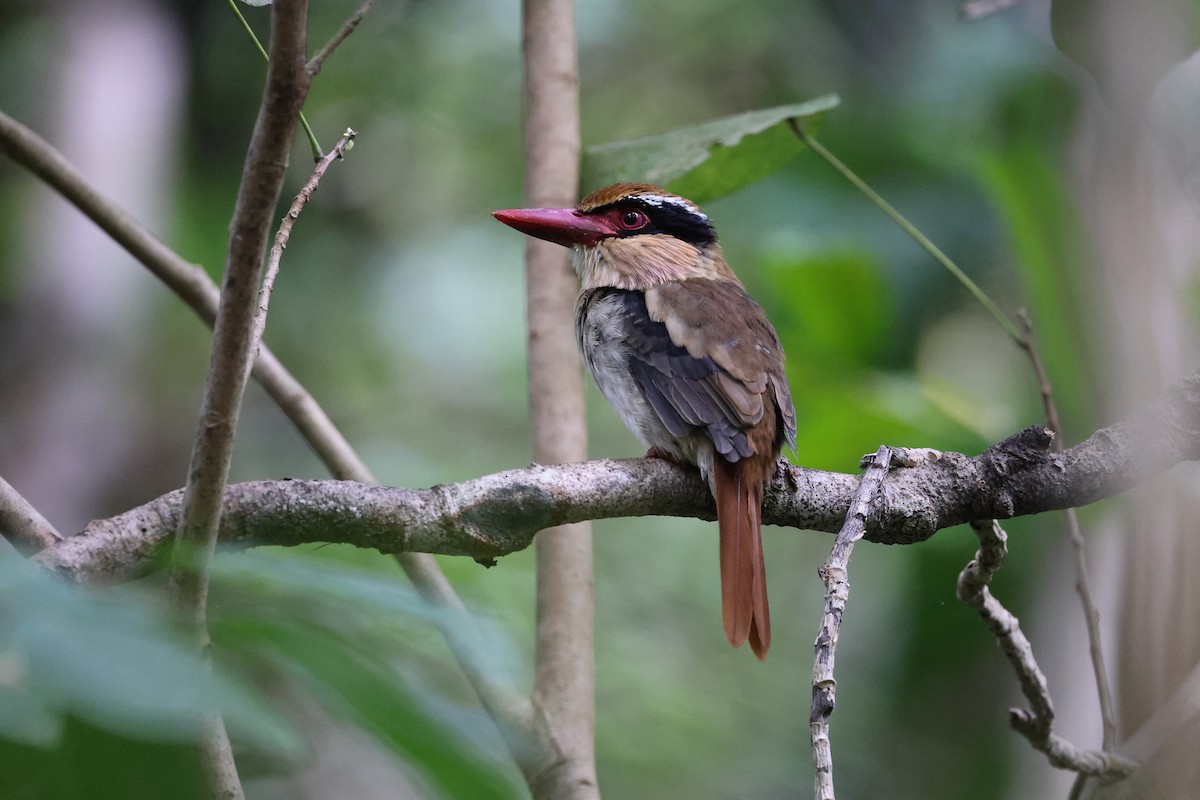 Sulawesi Lilac Kingfisher - ML644638127