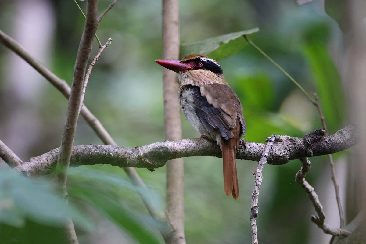 Sulawesi Lilac Kingfisher - ML644638129