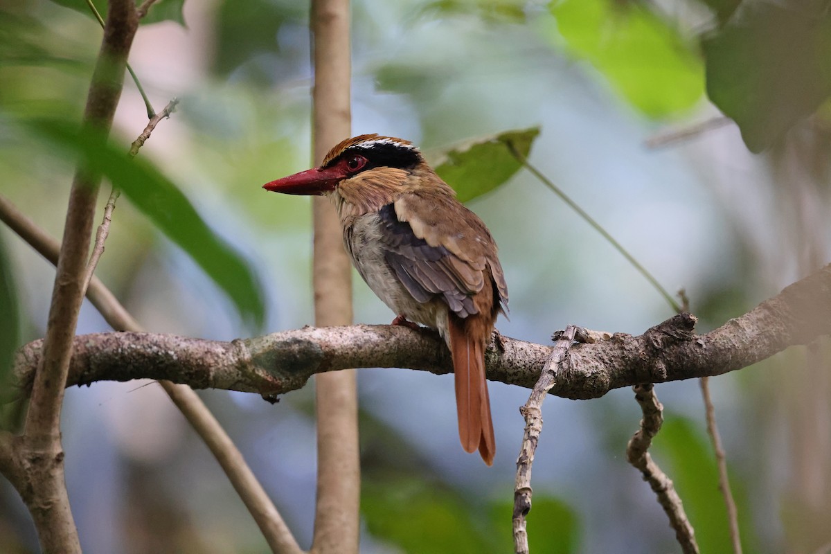 Sulawesi Lilac Kingfisher - ML644638131