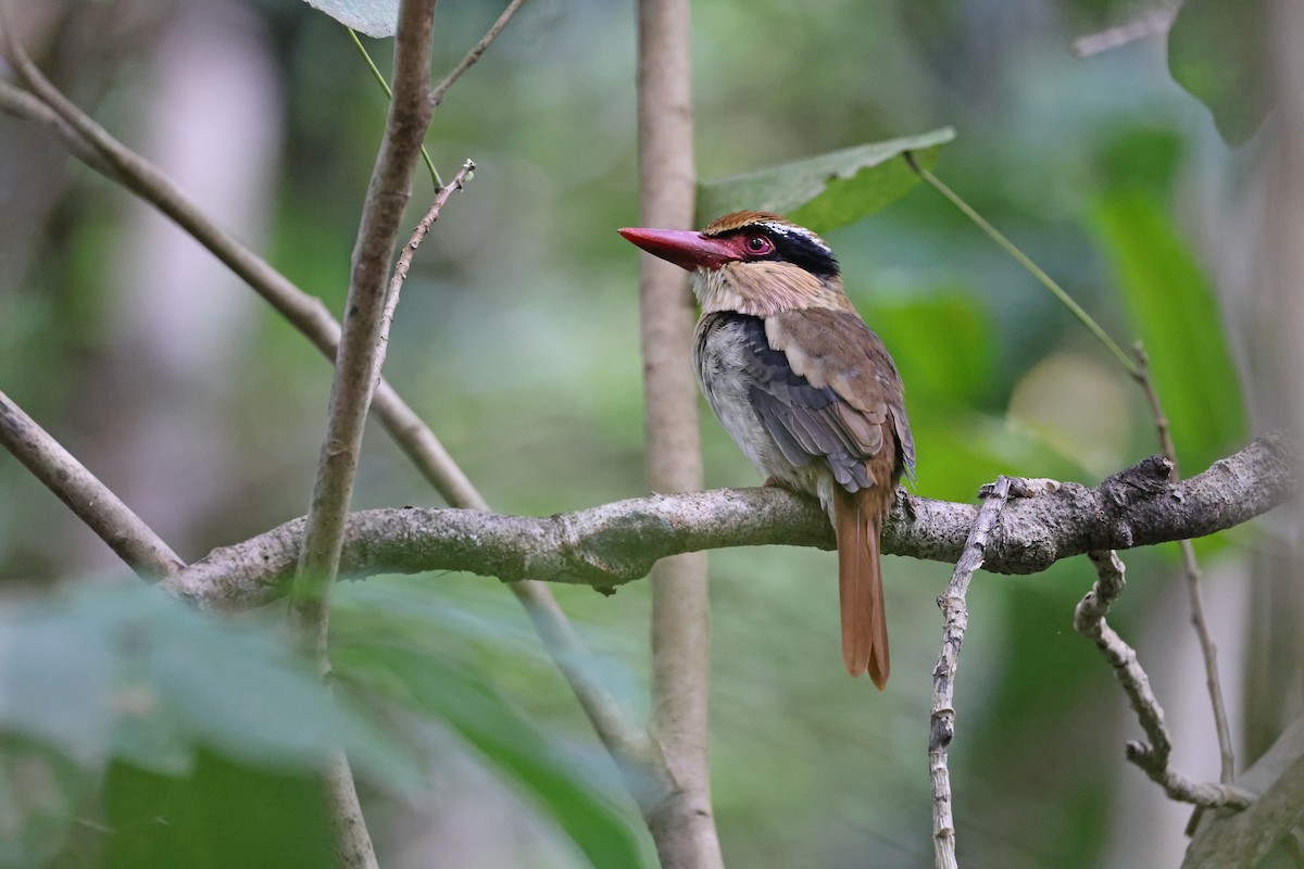 Sulawesi Lilac Kingfisher - ML644638132