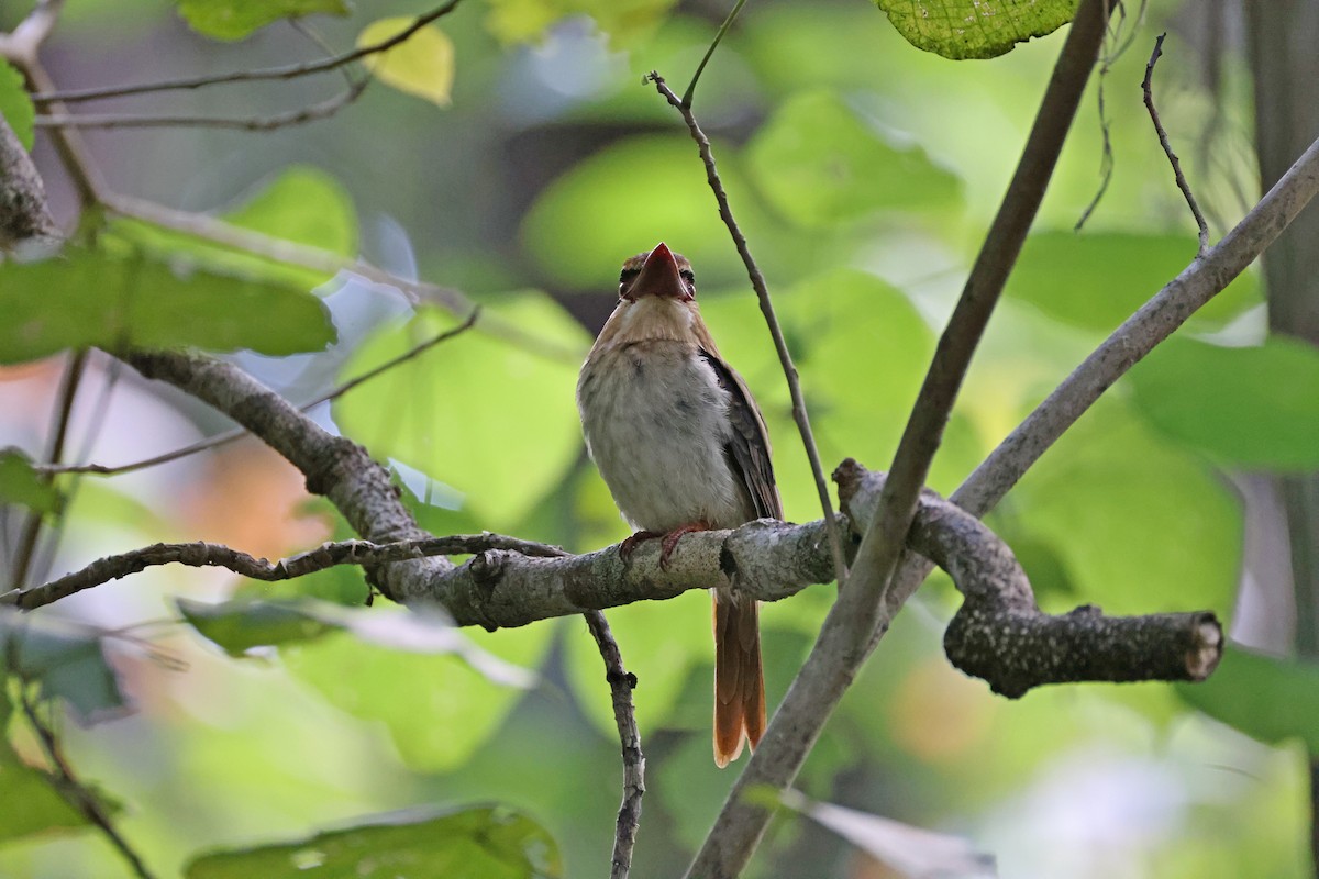 Sulawesi Lilac Kingfisher - ML644638133