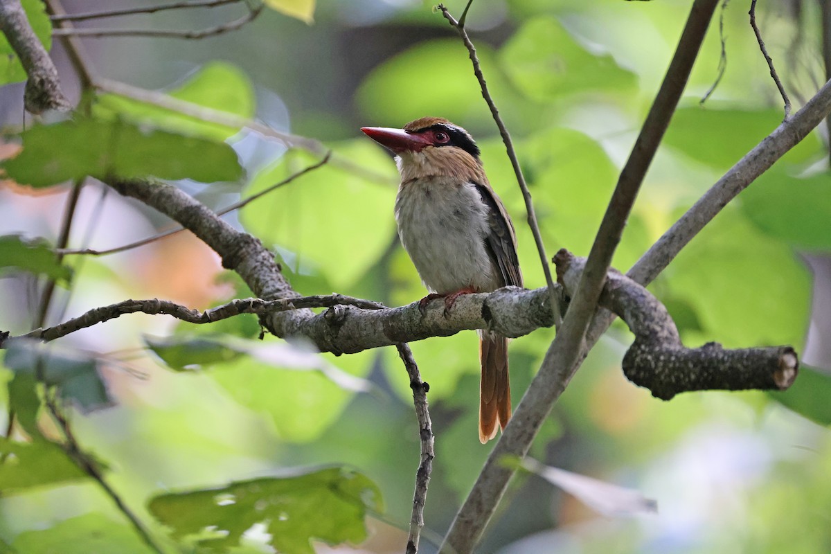 Sulawesi Lilac Kingfisher - ML644638134