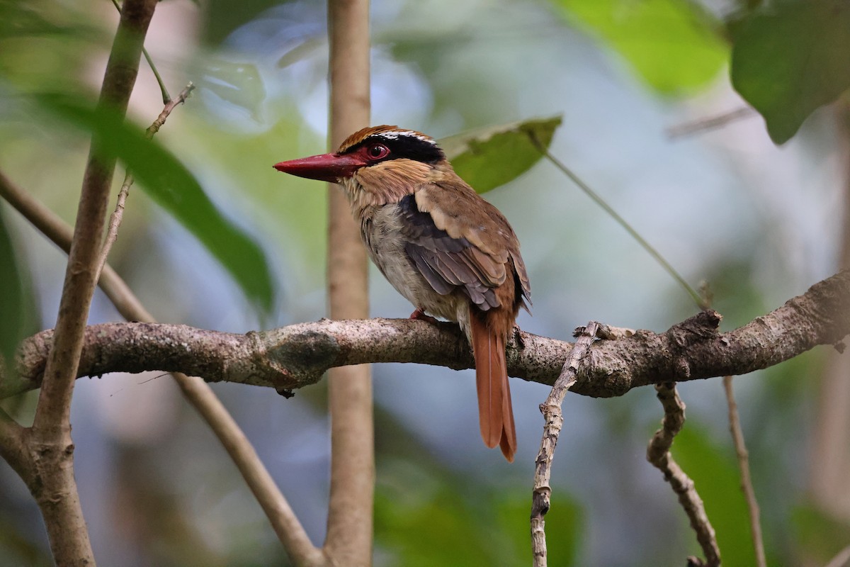 Sulawesi Lilac Kingfisher - ML644638135