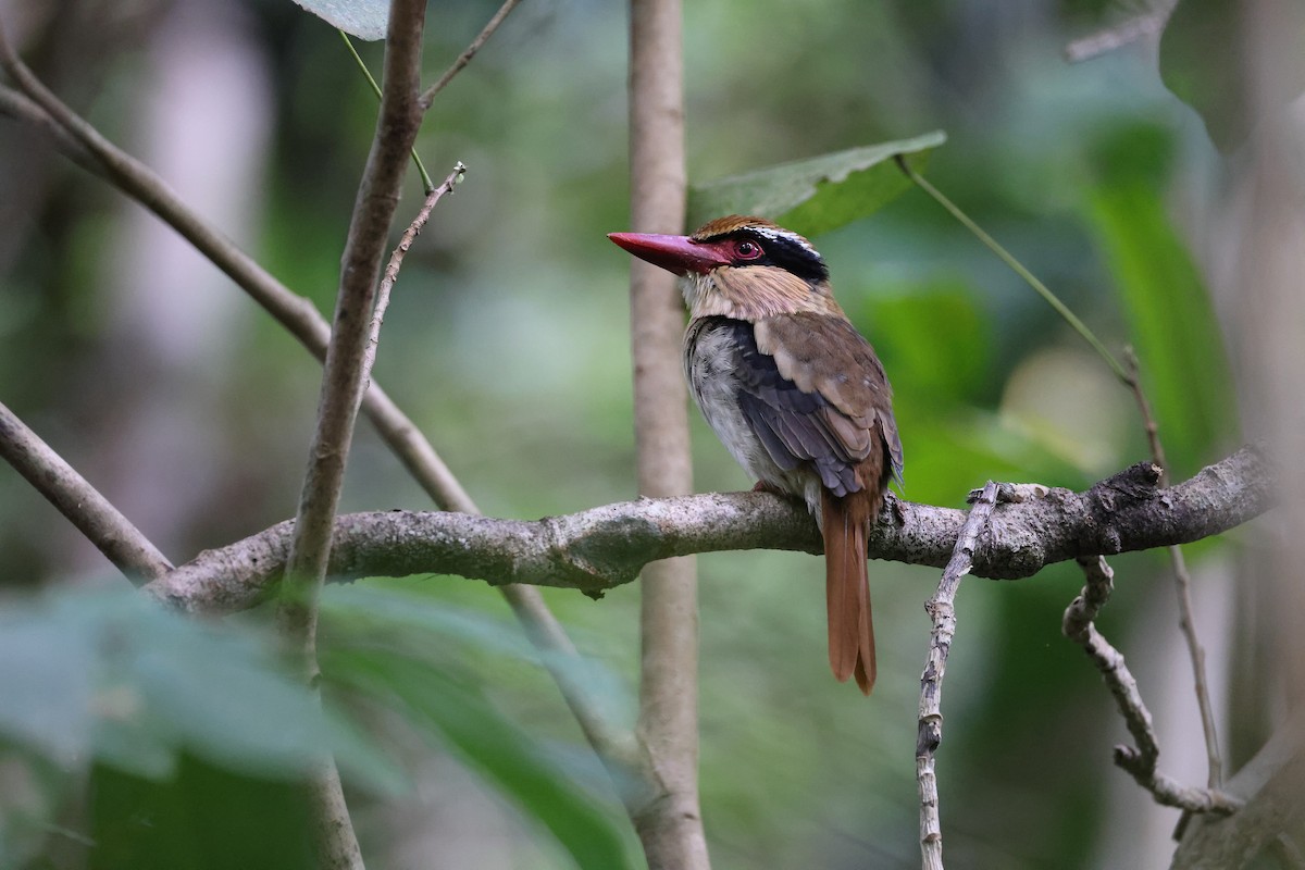 Sulawesi Lilac Kingfisher - ML644638136