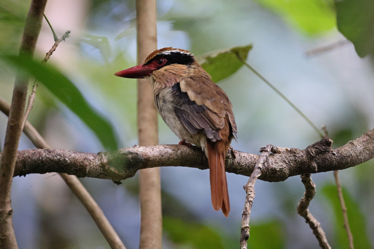Sulawesi Lilac Kingfisher - ML644638137