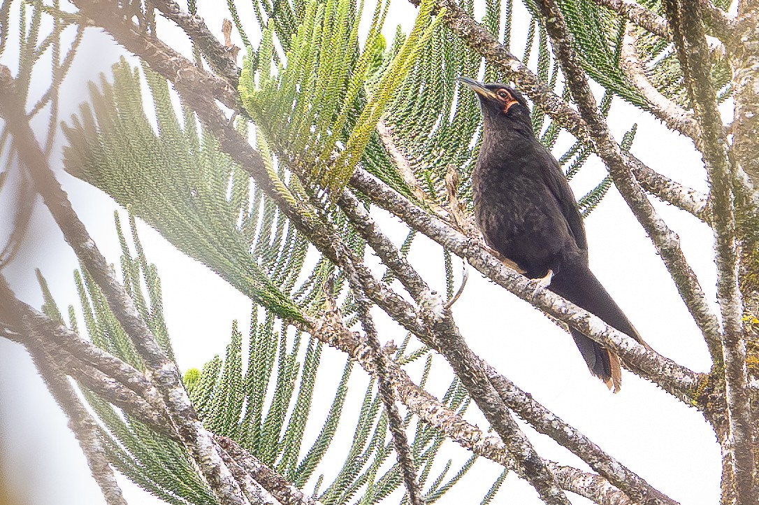 Rotgesicht-Honigfresser - ML644638140