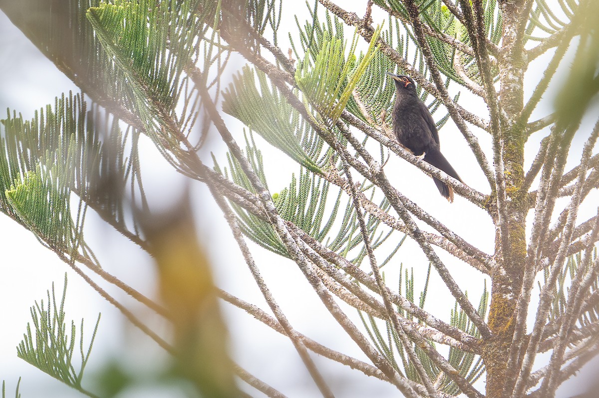 Rotgesicht-Honigfresser - ML644638141