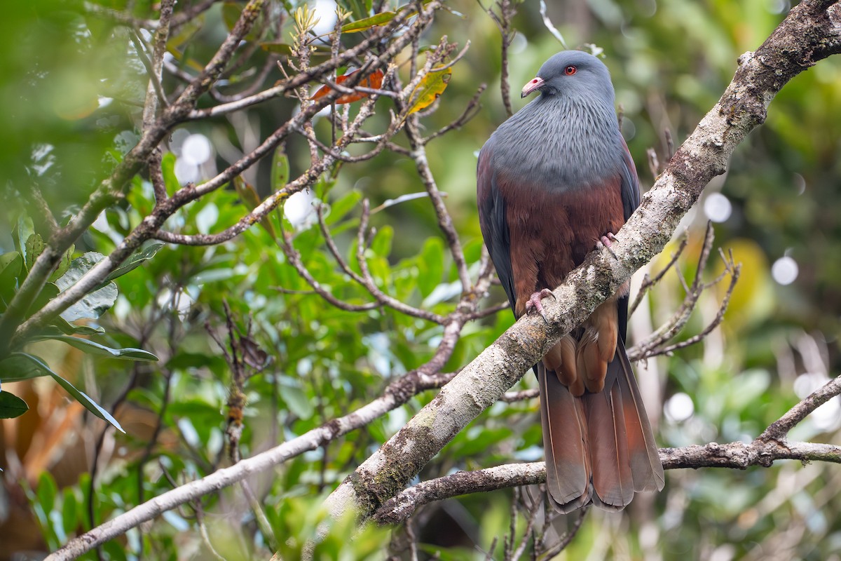 Riesenfruchttaube - ML644638143