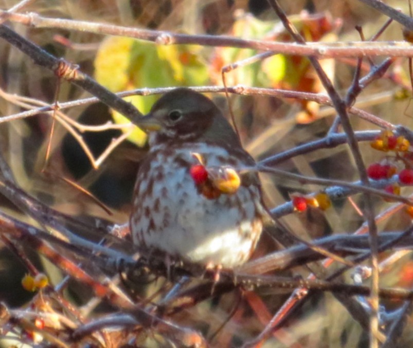 Fox Sparrow (Red) - ML644638145