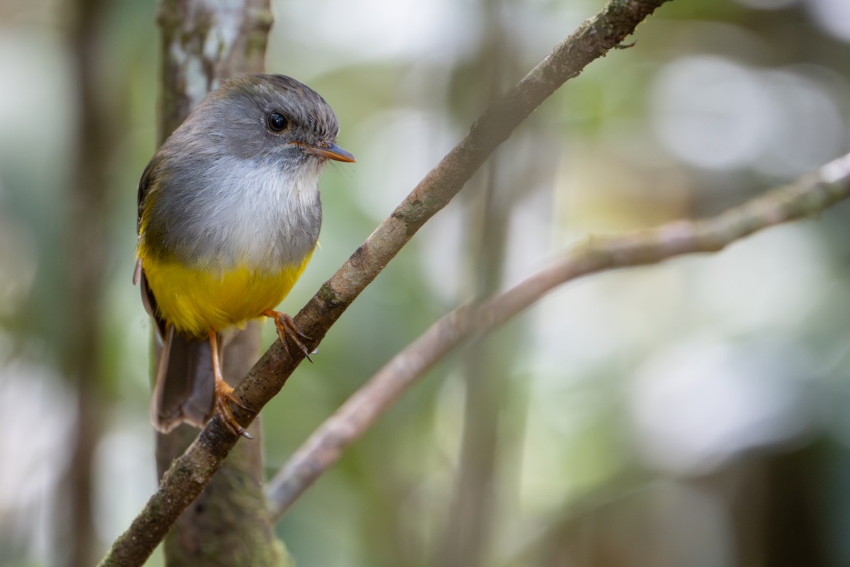 Gelbbauchschnäpper - ML644638148