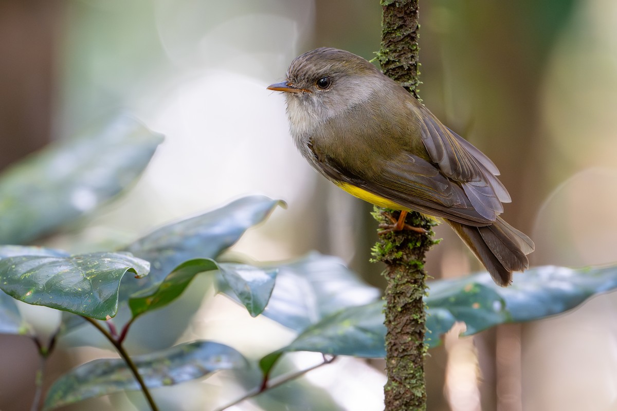 Gelbbauchschnäpper - ML644638149