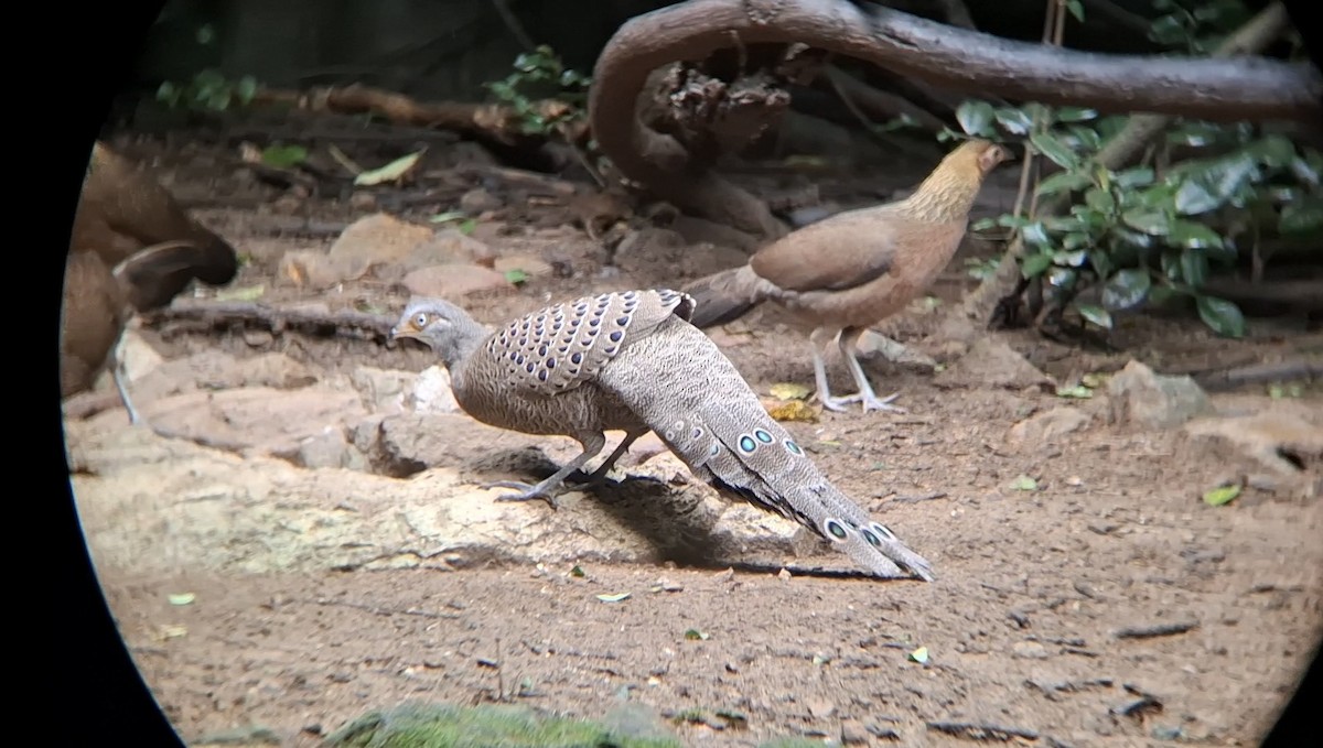 Gray Peacock-Pheasant - ML644638155