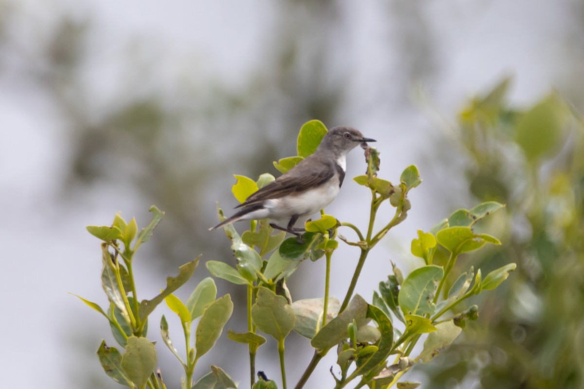 Eptianuro Pío - ML644638156