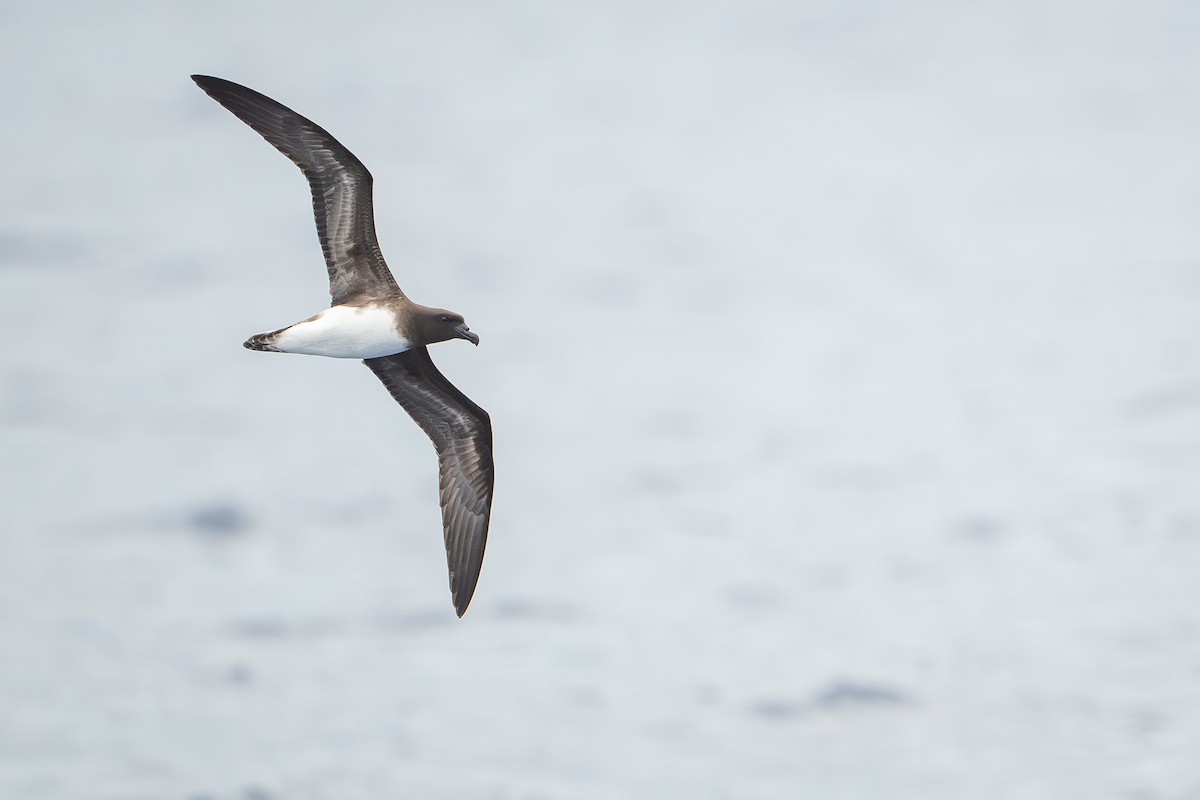 Tahitisturmvogel - ML644638157