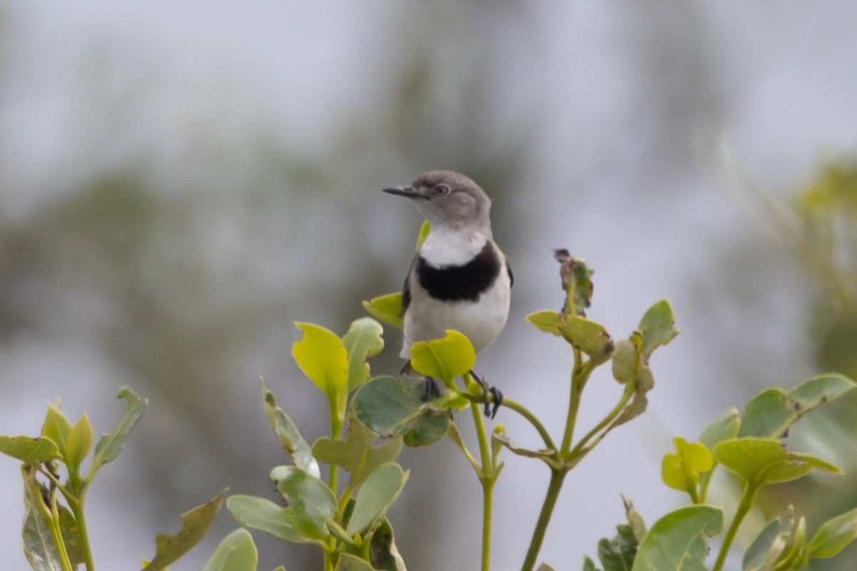 Eptianuro Pío - ML644638159