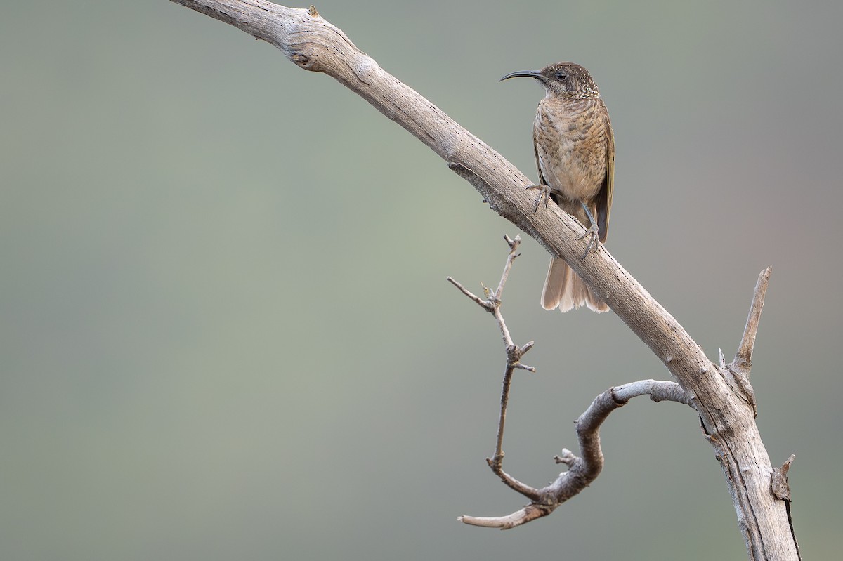 Sperberhonigfresser - ML644638163