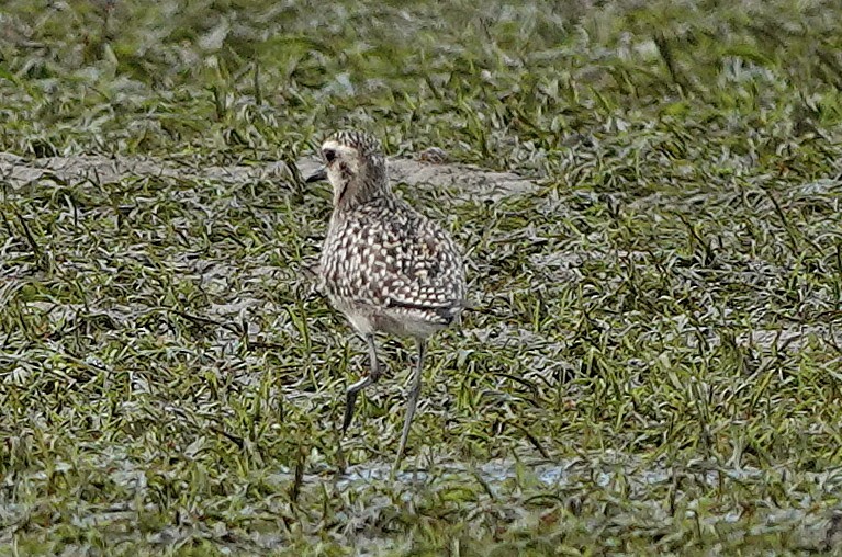 sibirlo - ML644638173