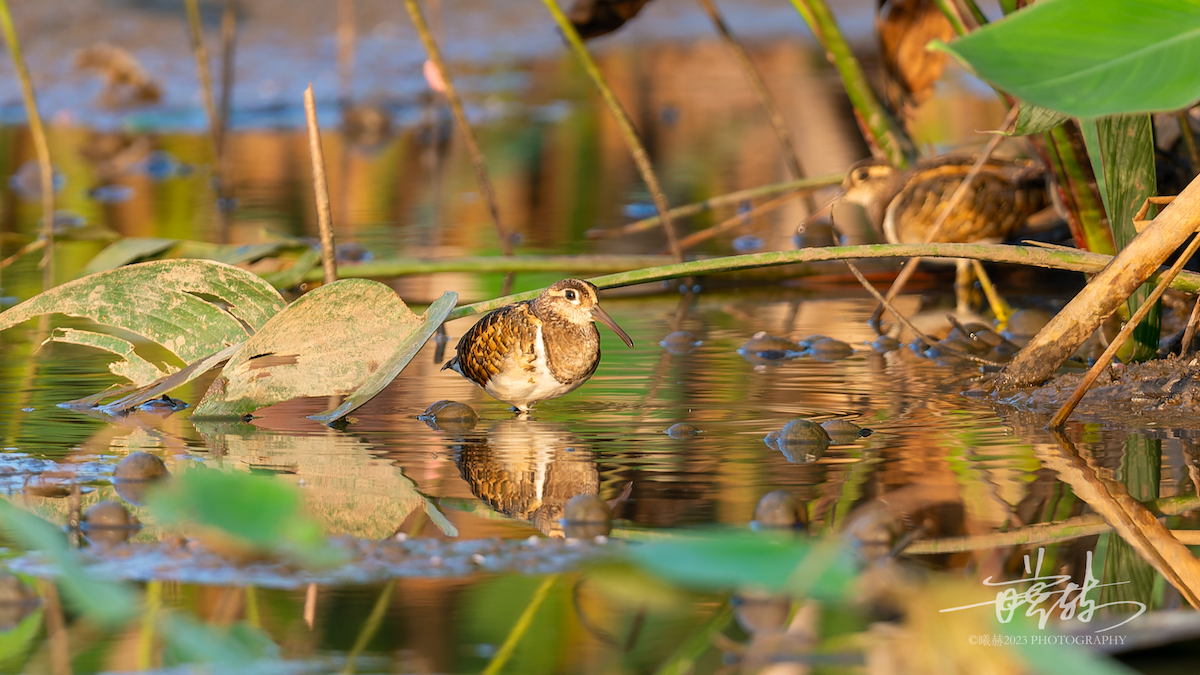 Өнгөт хараалжир - ML644638176