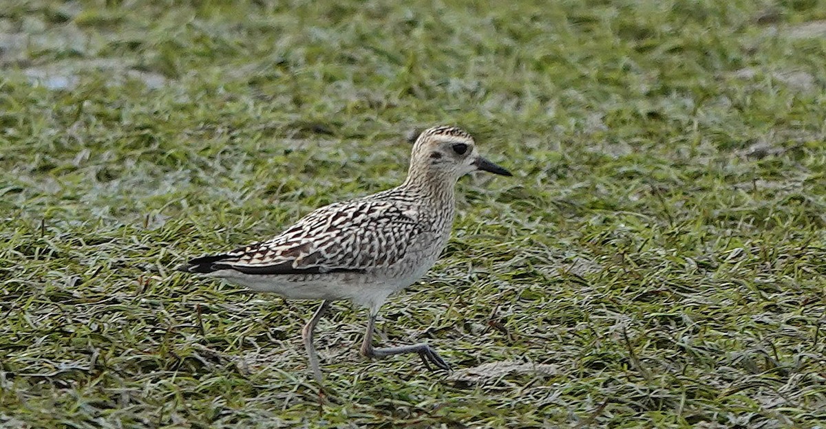 sibirlo - ML644638178