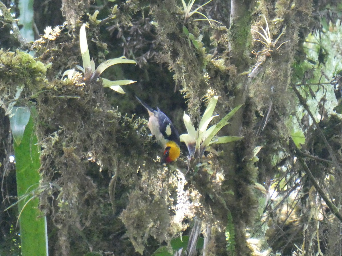 Flame-faced Tanager - ML644638179