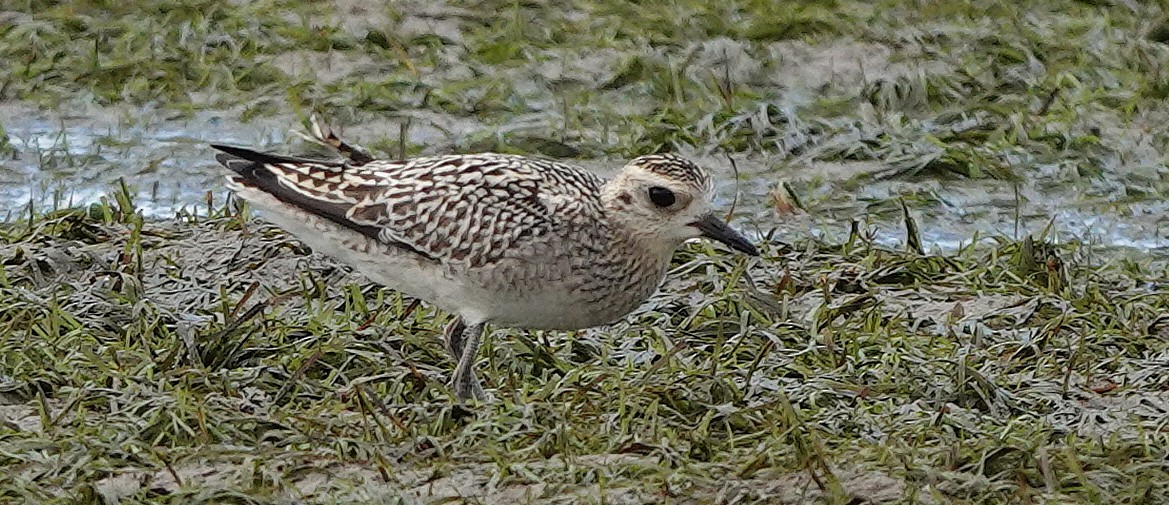 sibirlo - ML644638181