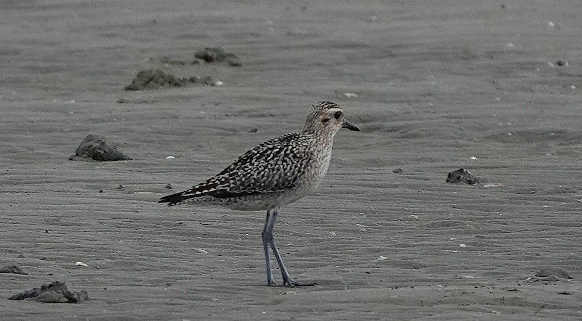 sibirlo - ML644638184