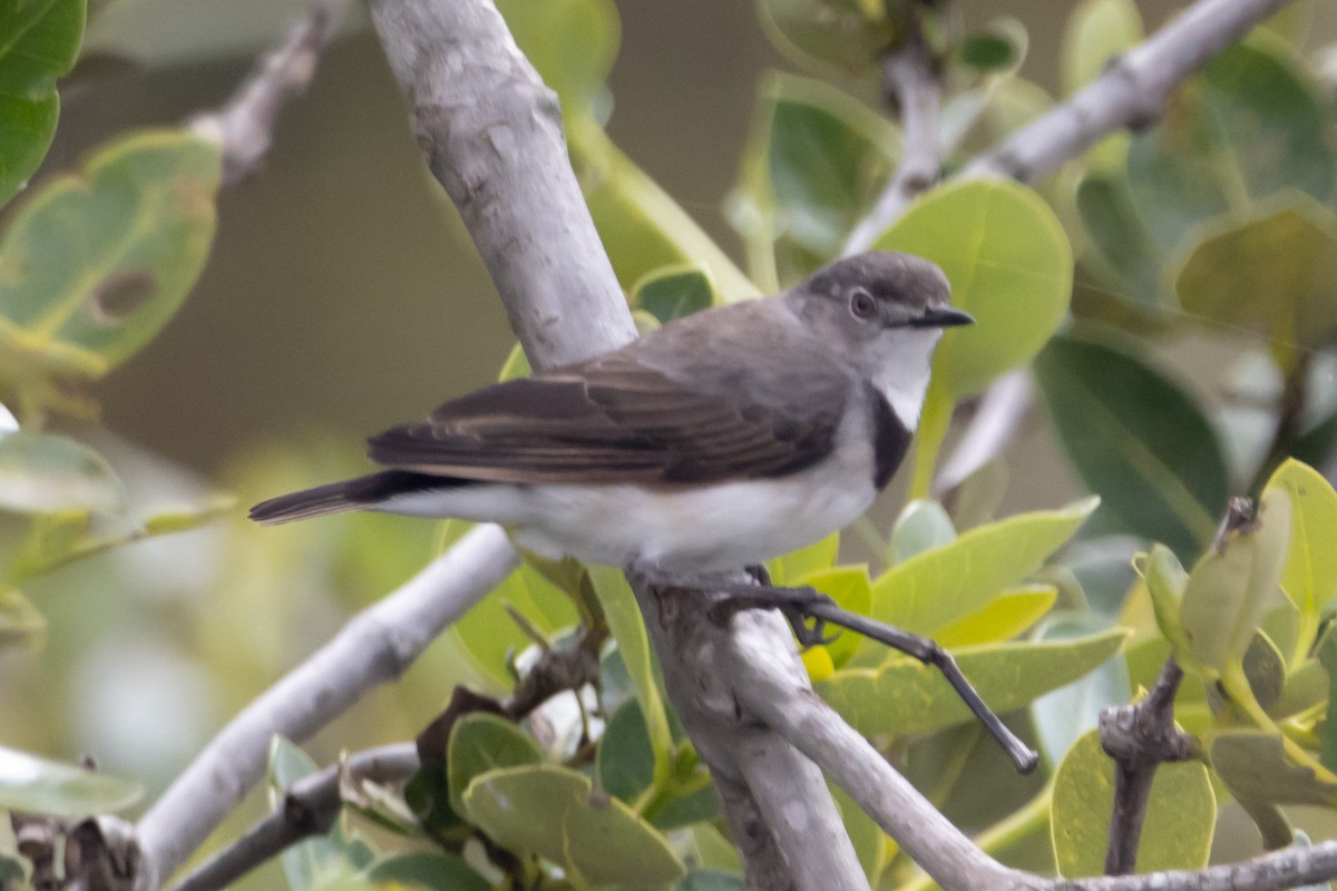 Eptianuro Pío - ML644638189