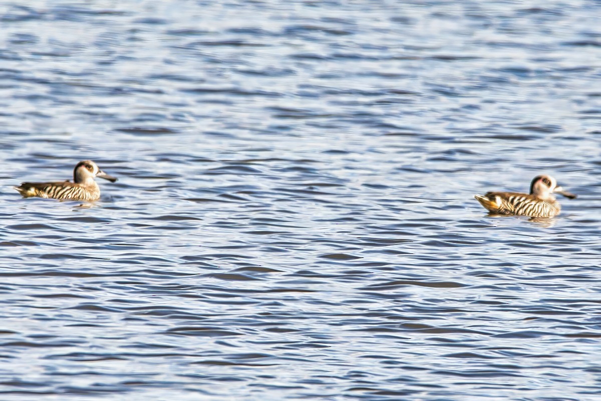 Rosenohrente - ML644638196