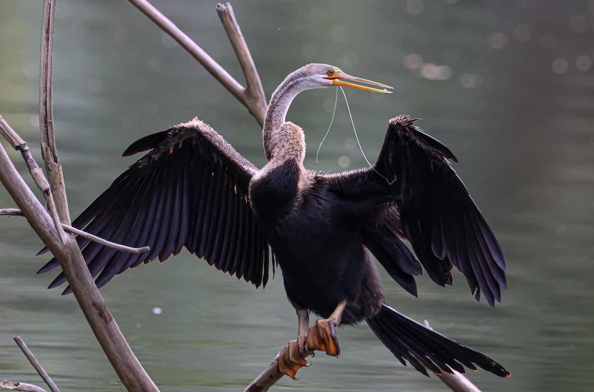 orientslangehals - ML644638203