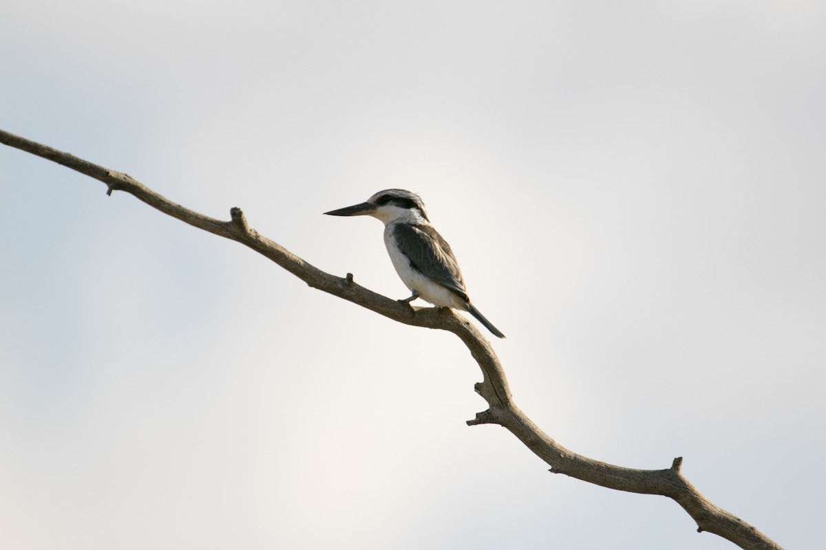 Kırmızı Belli Yalıçapkını - ML644638204