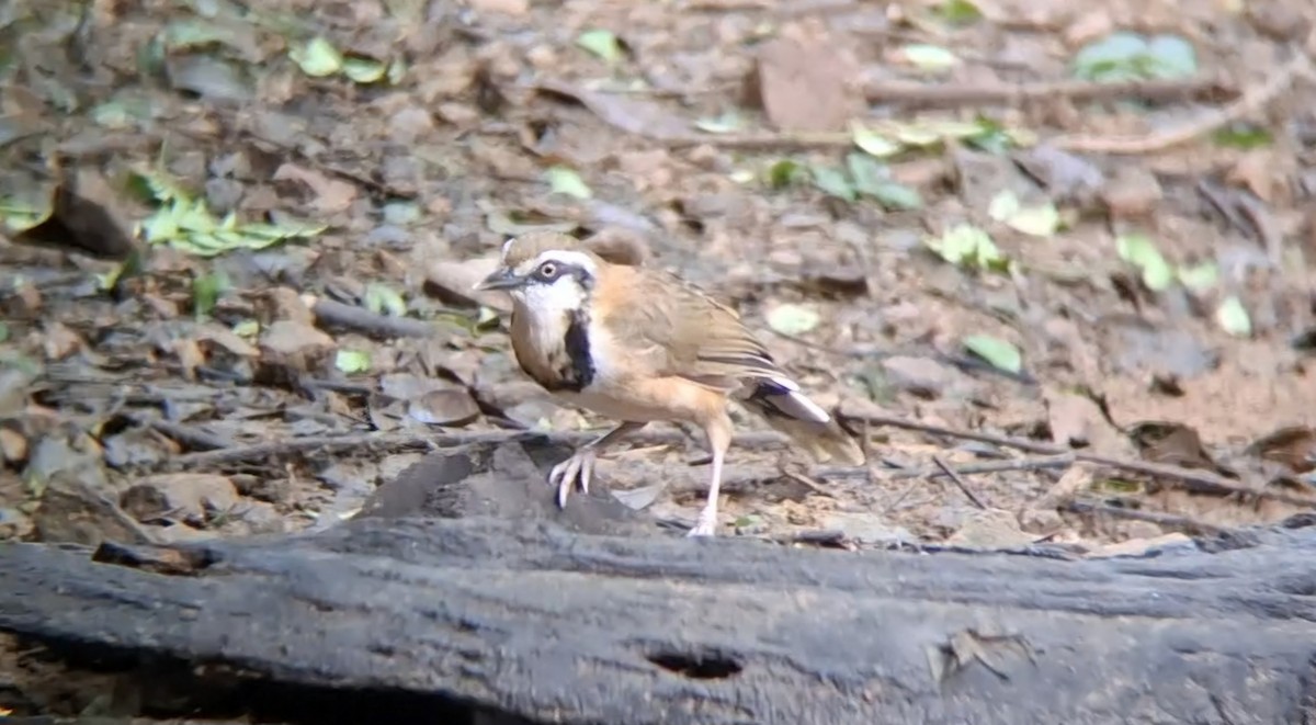 Lesser Necklaced Laughingthrush - ML644638208