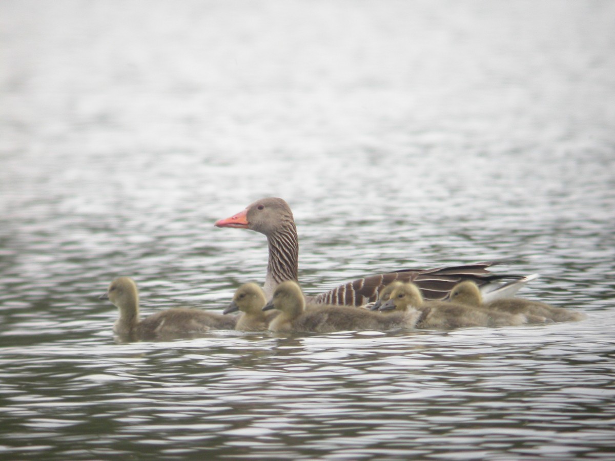 Oie cendrée - ML644638209