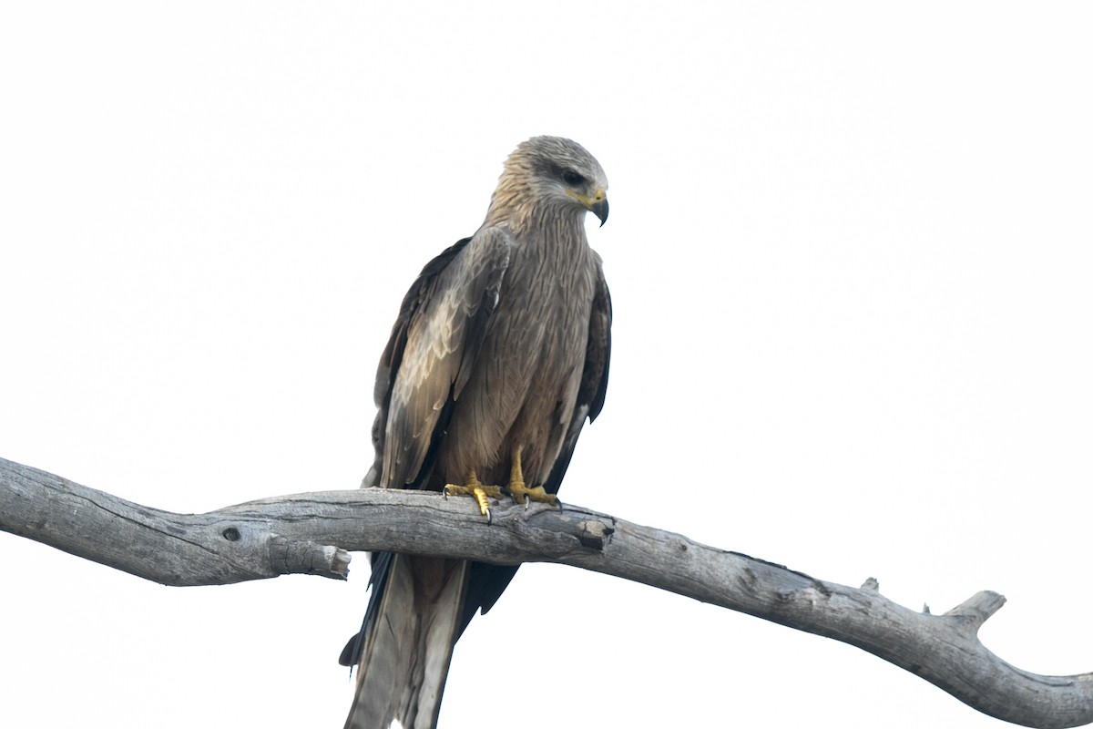 Milan noir (groupe migrans) - ML644638212