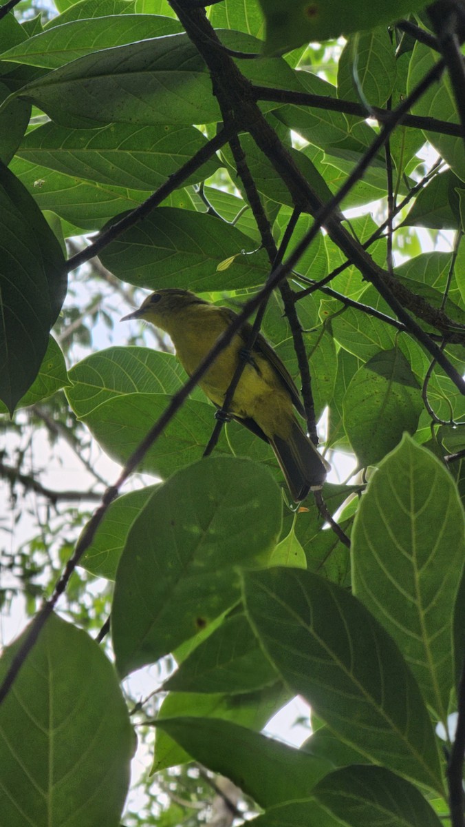 Yellow-browed Bulbul - ML644638213