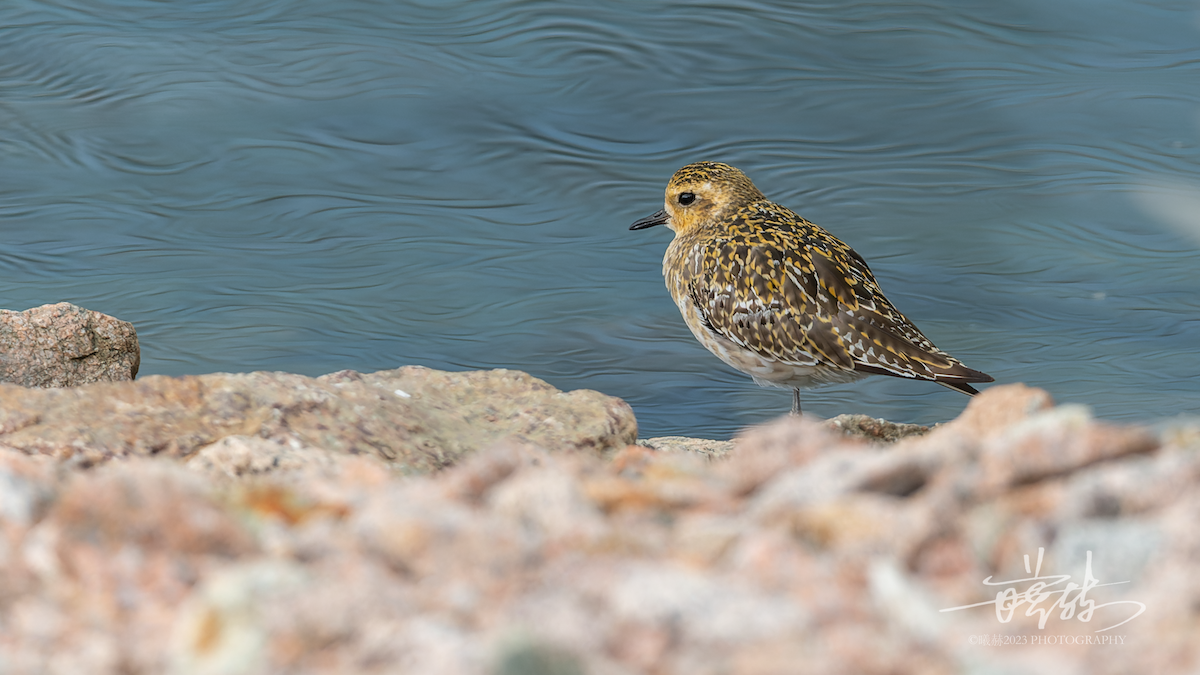 sibirlo - ML644638216