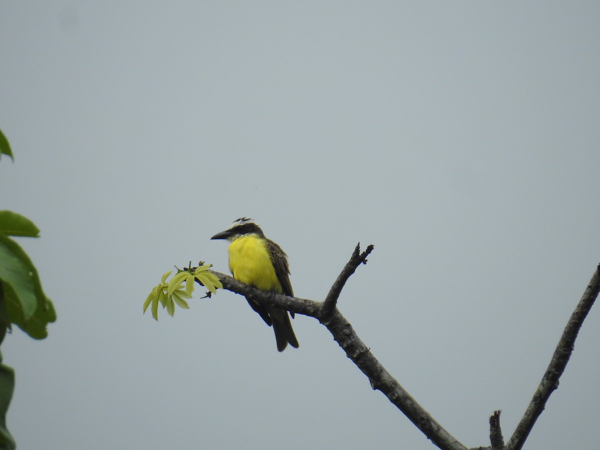 båtnebbtyrann - ML644638232