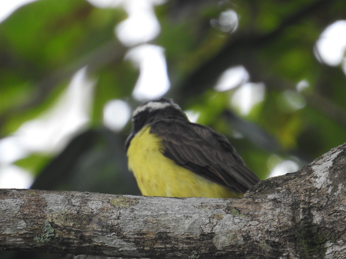 båtnebbtyrann - ML644638234