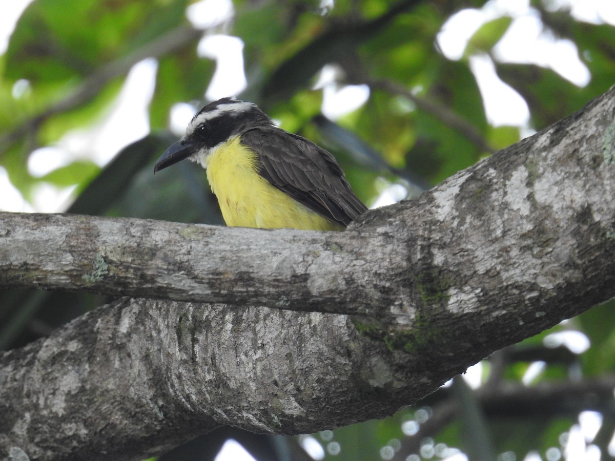 båtnebbtyrann - ML644638235