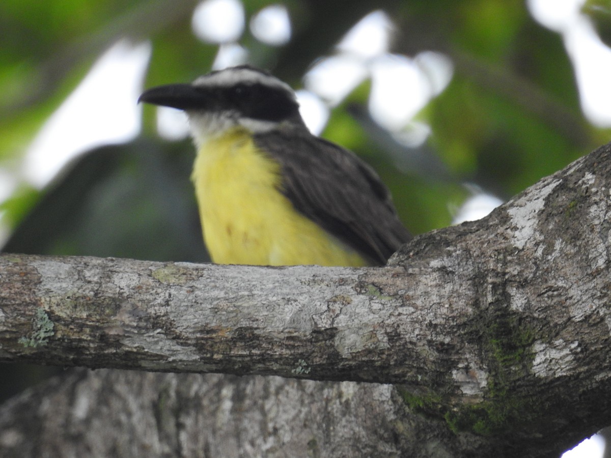 båtnebbtyrann - ML644638236