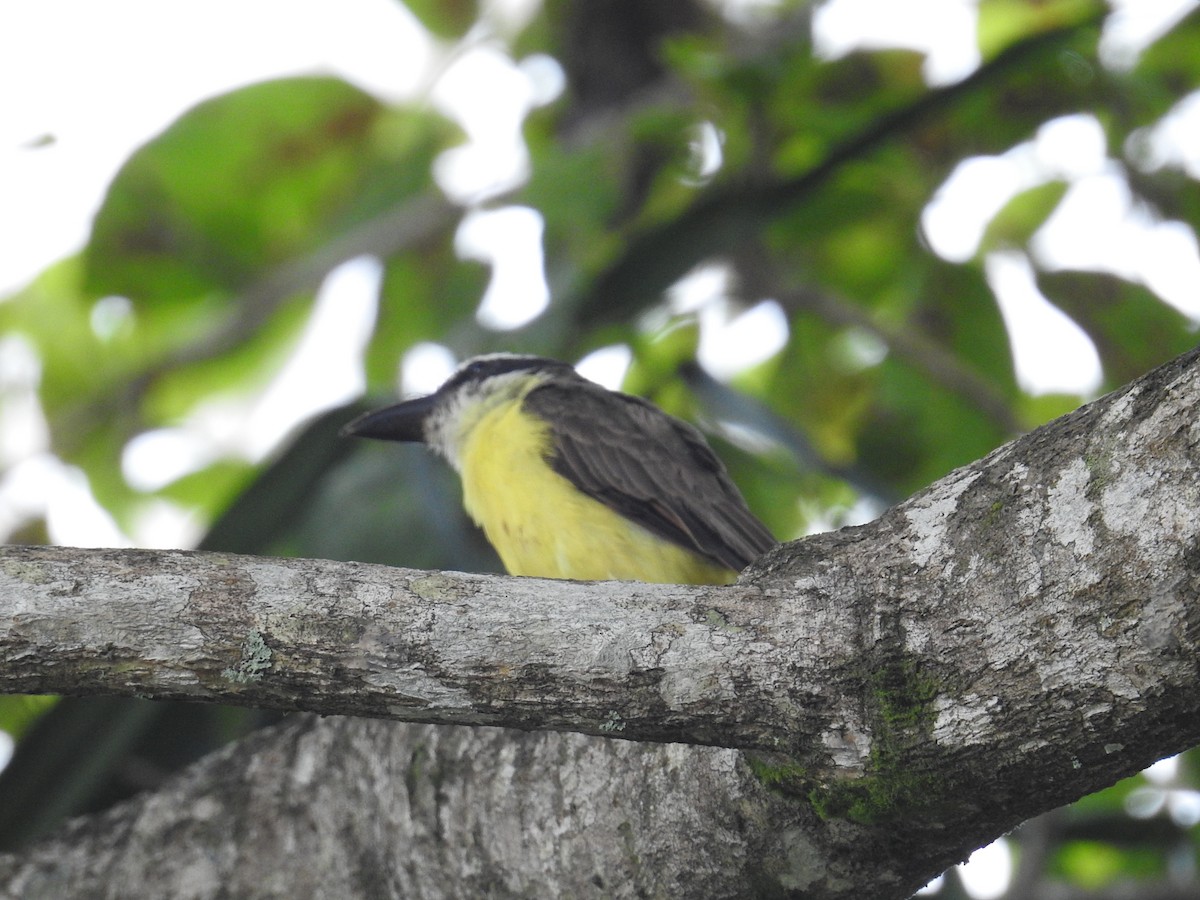 båtnebbtyrann - ML644638237