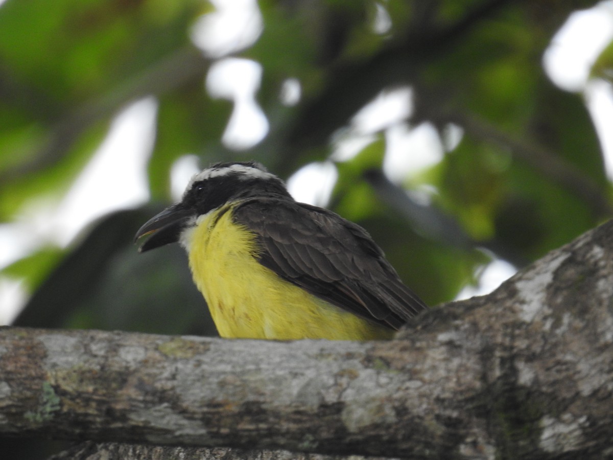 båtnebbtyrann - ML644638239