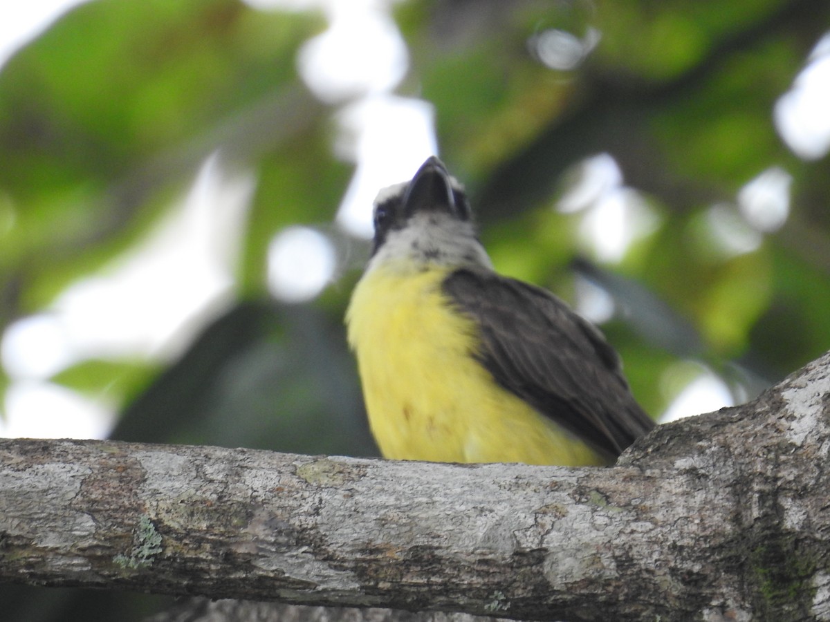 båtnebbtyrann - ML644638240