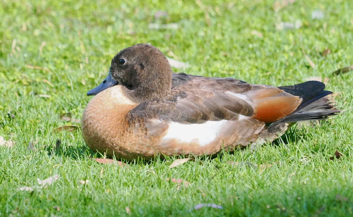 Галагаз австралійський - ML644638243