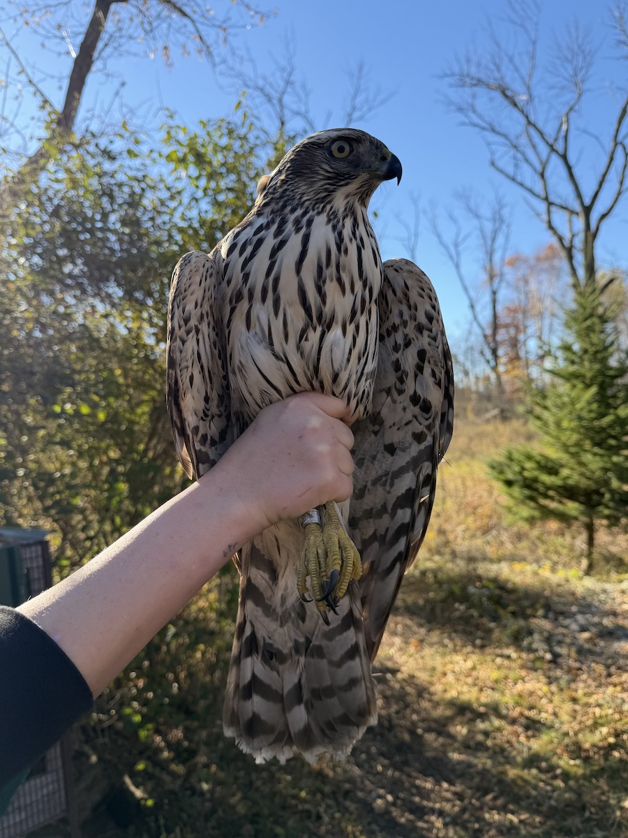 American Goshawk - ML644638245