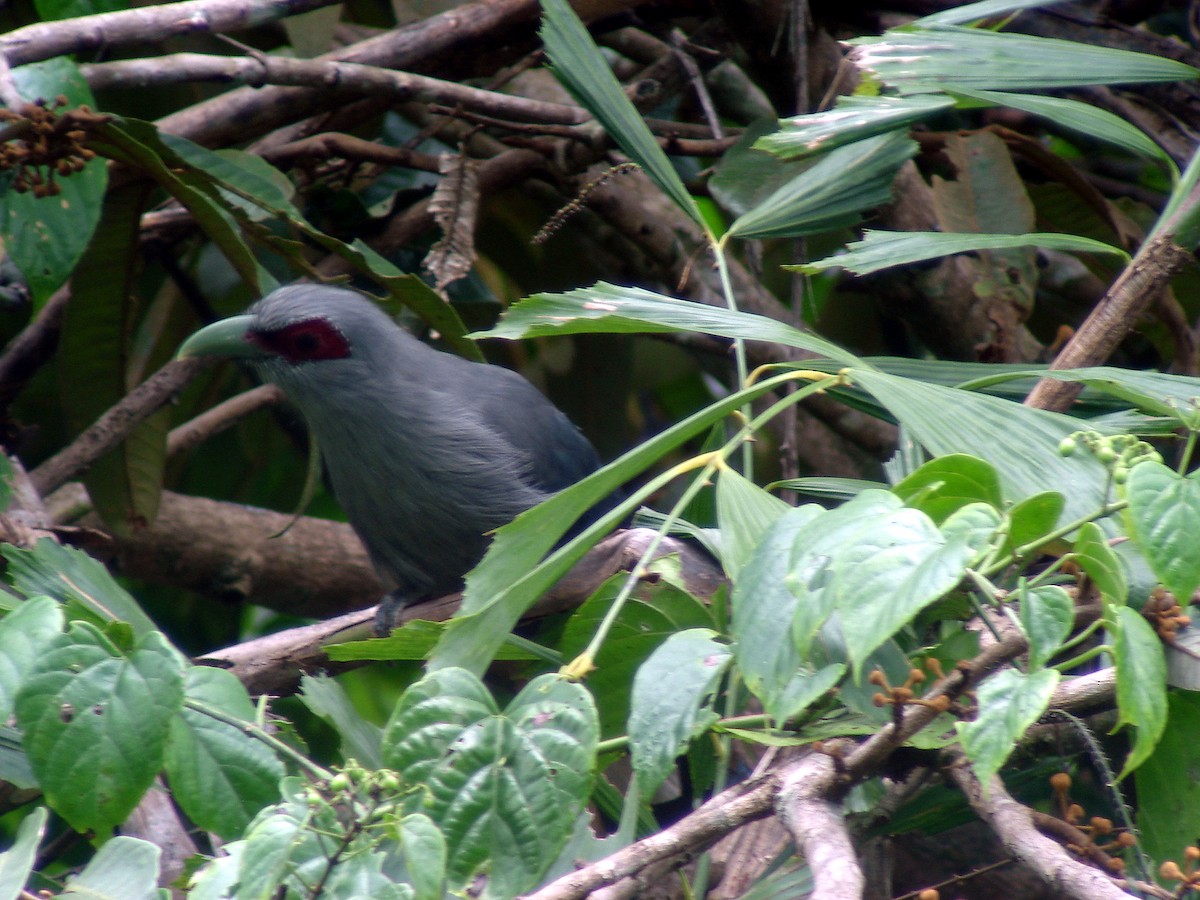 Green-billed Malkoha - ML644638246