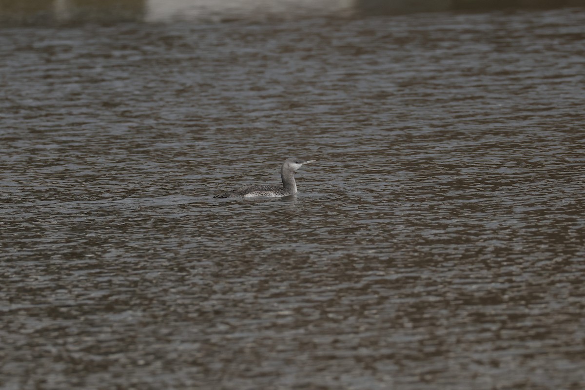 Plongeon catmarin - ML644638248