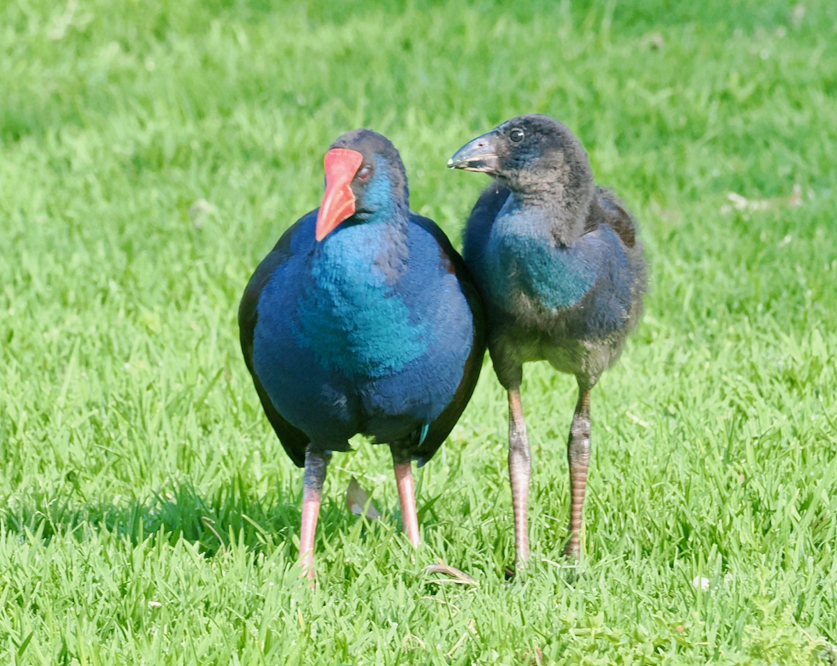 オーストラリアセイケイ - ML644638255