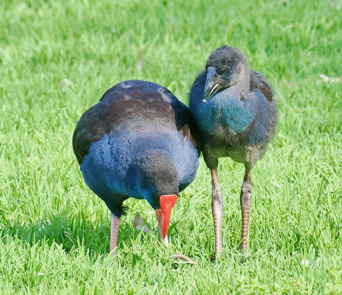 オーストラリアセイケイ - ML644638256